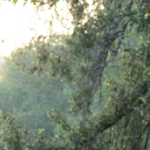 jxandthebadwells: JX Badwell, sitting in the grass along the Cowichan river at twilight