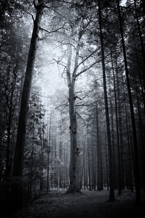 photographersdirectory:  Hey, I’m Mihai, a Romanian photographer. I like nature photography like picture above but also portrait. Oh, and cats; I love photographing cats. Tumblr Facebook 