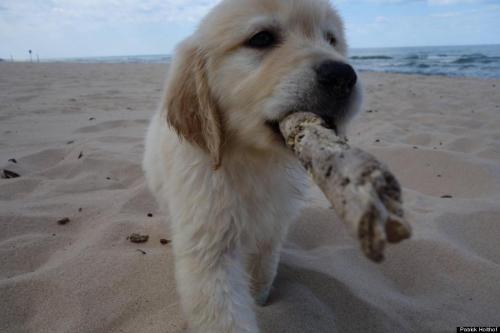 phototoartguy:Puppy’s First Visit To The Beach Will Make All Other Dog Photos Out There IrrelevantTh