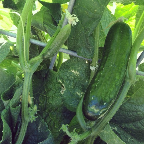 two cucumbers 