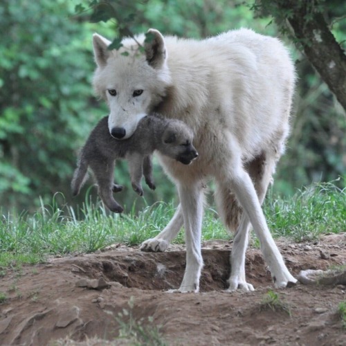 Me Picking Up My Plushies Like This: