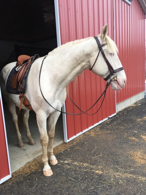 theclassicalhorse:Had to get our pre ride glamour shot