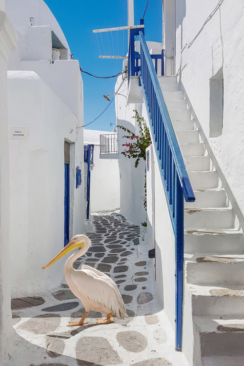 The mascot of Mykonos (Petros The Pelican)Greece | Mykonos | Narrow streets