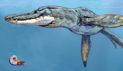 rhamphotheca:  Jurassic Predators Had Surprisingly Sensitive Snouts by Jeff Hecht Pliosaurs had massive jaws, crushing teeth – and sensitive snouts. That is the conclusion of a study on an exceptionally preserved 2-metre-long fossil skull. Pliosaurs