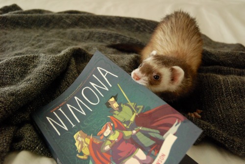 the-book-ferret:gingerhaze I feel like Nimona would have made a great little mischievous ferret!