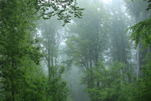 A foggy day at the local forest by 90377Instagram | Etsy Shop