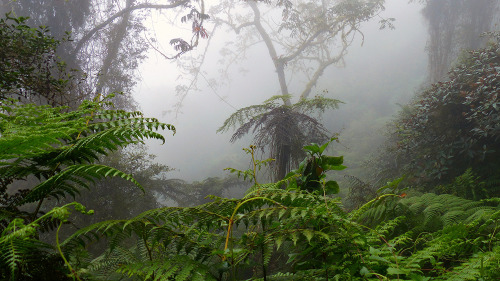 Montane Cloud Forest by New World Birding