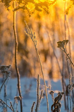 jeanpolfus:    “Morning without you is a dwindled dawn.” ― Emily Dickinson   Tulit’a, Northwest Territories, Canada. 