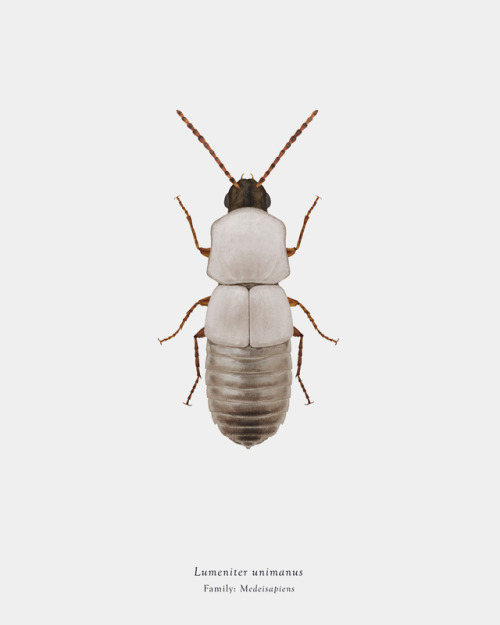 Arthropoda Iconicus