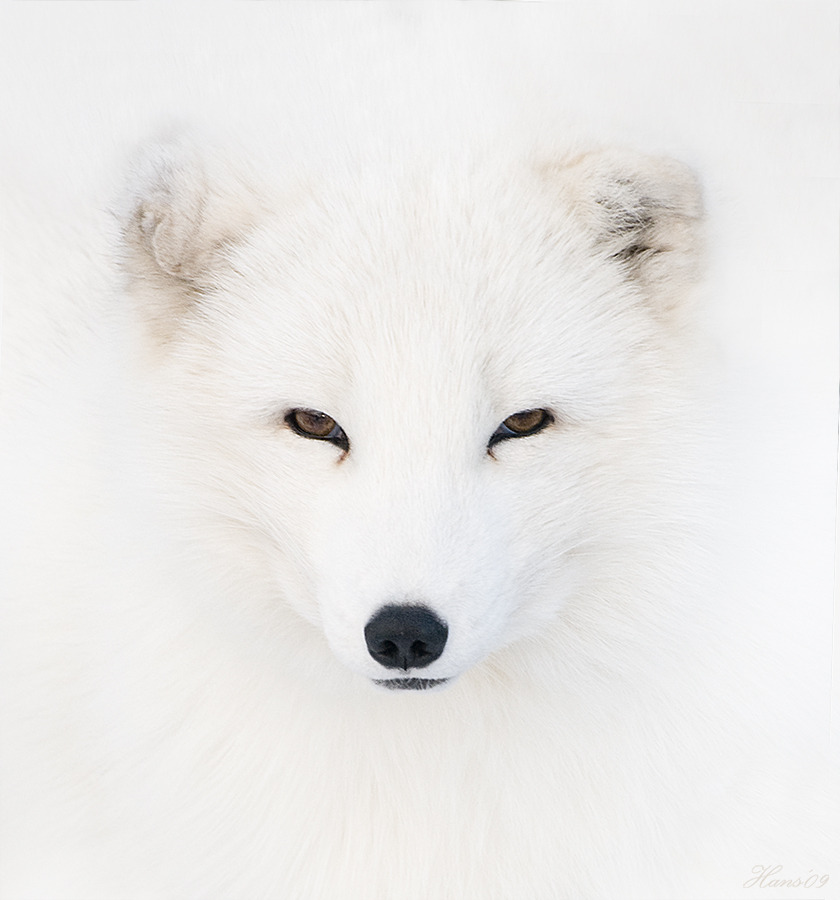 magicalnaturetour:  Hans Peters 