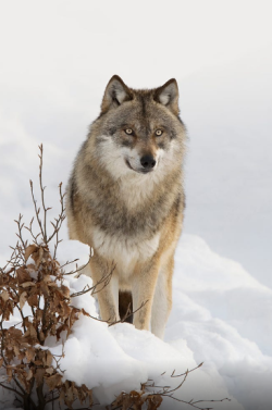 wolfsheart-blog: Wolf by   Radius Images