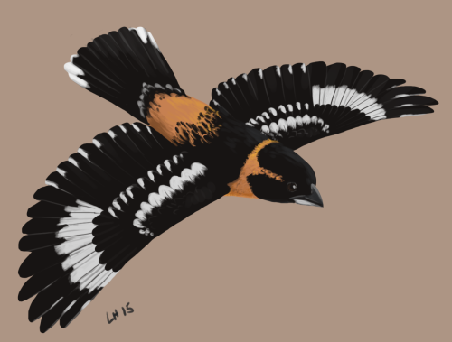 Black-headed Grosbeak (Pheucticus melanocephalus), for The Institute for Bird Populations. In 2014, 