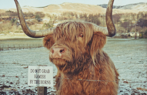 ecouter-bien:  abixgail:  wefotographie:  Scotland, January 2003.  oh my goodness!  OHMIGOD HIGHLAND CATTLE ARE MY FAVOURITE THING!!!! 