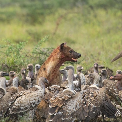trashzy: Hyena & Vultures