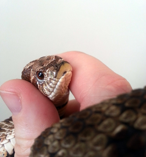 Porn solid-snakes:hannibalthekingsnake:solid-snakes:“Why photos
