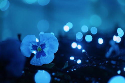 Pansies With A Wintery Feel.