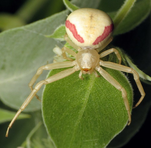 coolbugs:Bug of the Day - Arachtober!The always lovely goldenrod crab spider (Misumena vatia), here 
