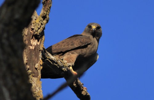 Dark morph Swainson’s HawkPutah CreekDavis, CA