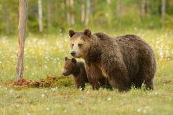 fuck-yeah-bears:  From The Corner Of Its Eye by Harry Eggens