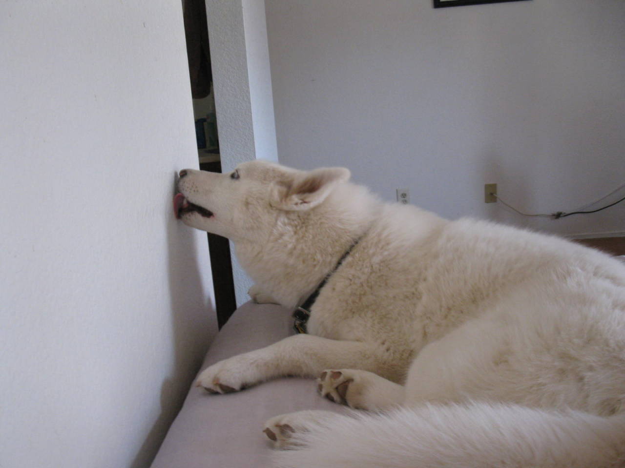 boringisdull:  6woofs:  emoplantblogger:  justanotherhighschoolgrad:  siberian huskies