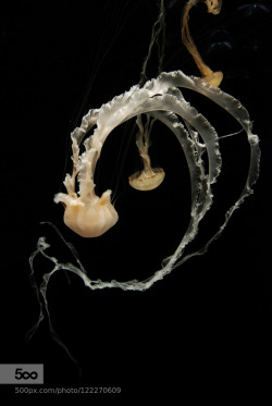 lifeunderthewaves:  Mysterious and elegant by jesminecheung The jellyfish exhibition in the Monterey Bay aquarium is my all time favorite.