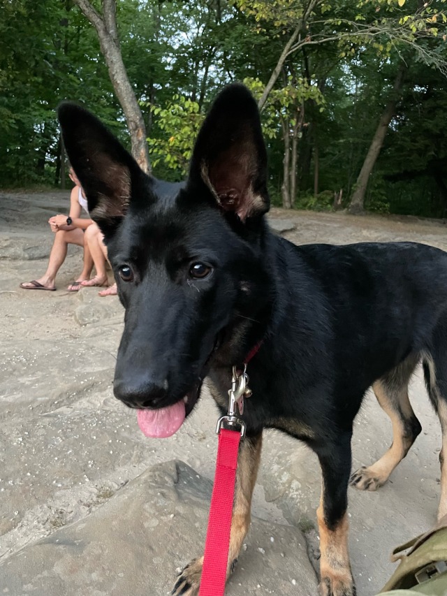 We have an adorable guest with us for a couple days! Puppy sitting babes uncles dog so we’ve got a German Shepard yingyang going 😂🥰😍