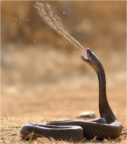 thyrell:exotic-venom:(Naja ashei) Ashe’s spitting cobra, giant spitting cobraachoo lol