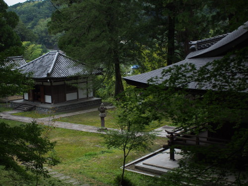 masachi:大阪みどりの百選「弘川寺」。かの西行法師終焉の地。桜や紅葉が有名だが、今はシーズンオフ。今回初めて行ってみたのだが・・・なんて楽しい場所！あちこちに巨木さん、あちこちに苔・・・。今はま