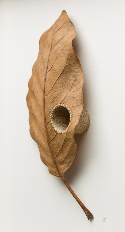 mymodernmet: Artist Susanna Bauer Transforms Brittle Leaves into Delicate Crocheted Sculptures