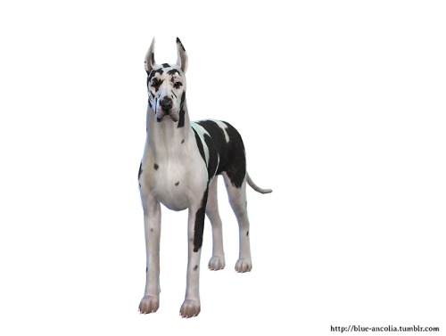 Great Dane Makeover (Third Version)