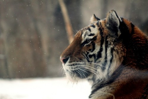 stuffidraw: tigers in the snow at the milwaukee county zoo