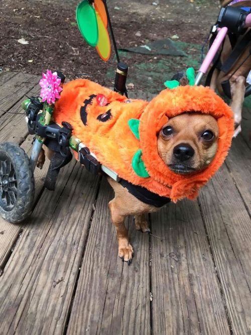 awesome-picz:Woman Adopts 6 Dogs With Special Needs And Now They’re All Living Their Best Lives.