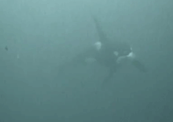 Scottish-Orca:    North Sea Orca 180′  - 2009   