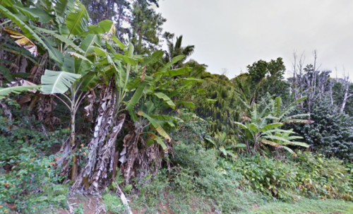 oessa:pitcairn island / google street view-25.0665881,-130.1153239