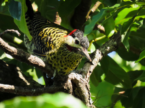 patricianicoloso: Pica-pau-verde-barrado/Green-barred Woodpecker Colaptes melanochloros