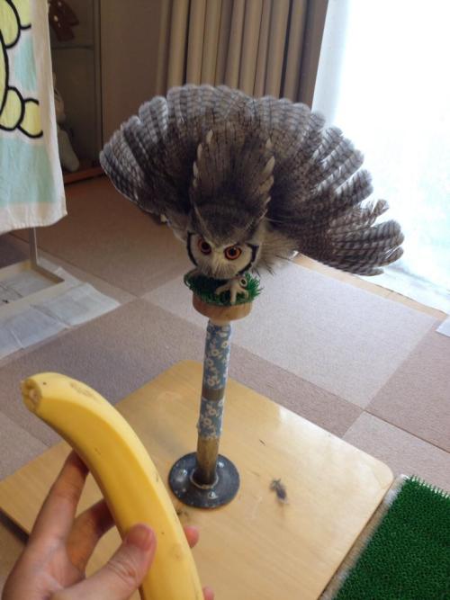 blue-eyed-hanji:scaredysprite:theveganwonder:HE’S SO ANGRY AT THIS BANANA. WHY.its not angry, its startled. owls puff up like that to scare off potential predators by making themselves look bigger, so basically this rage-powered flying pillow is scared