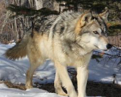 brutalgeneration:  Grey Wolf (by MLGreenly)