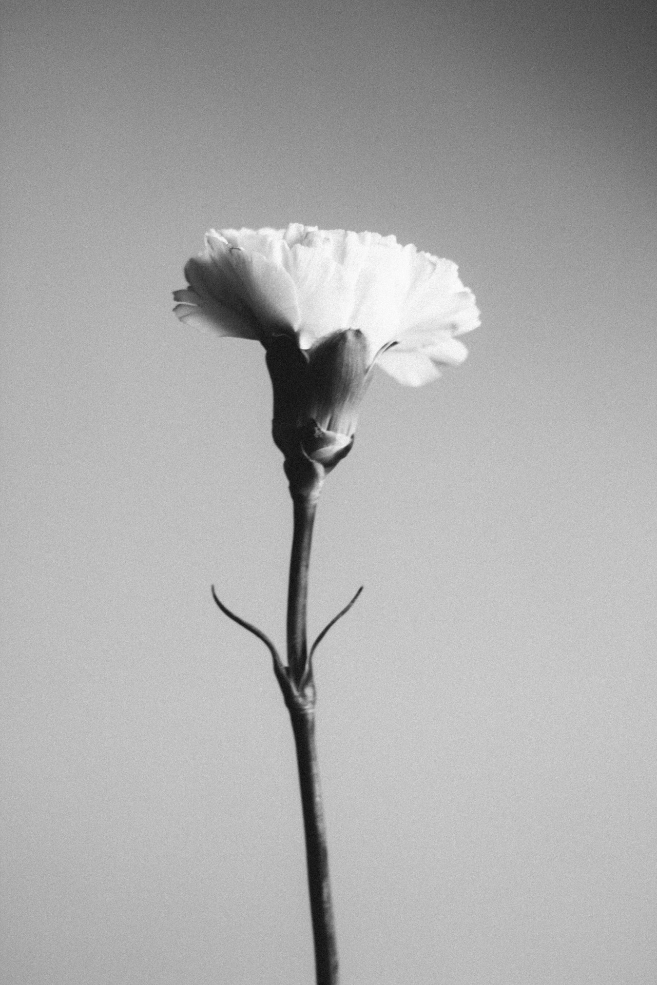 thobias:  grow, Thobias Malmberg 