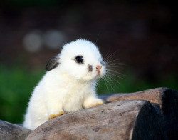 earthlynation:  Smudge. Photo by Patricia Vazquez