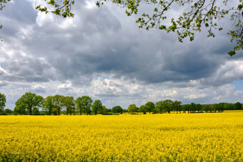 1) The rape blossom is coming to an end. Here are two quick series of pictures before it is over