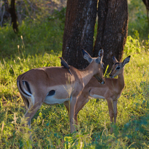 Sometimes a family is an impala fawn, her mom, and her mom’s new bird boyfriend.