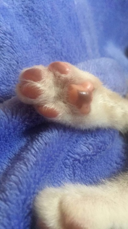 firmly-grasp-it: BREAKING NEWS!! Toe beans