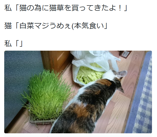 highlandvalley:  白鈴夏月とデレステＡＭＩＤＡさんはTwitterを使っています: