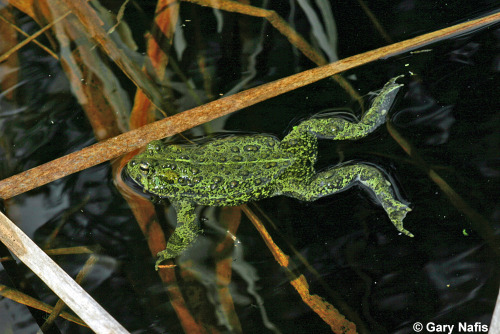 Here we see a male boreal toad [a subspecies of the western toad, Anaxyrus boreas boreas] awaiting t