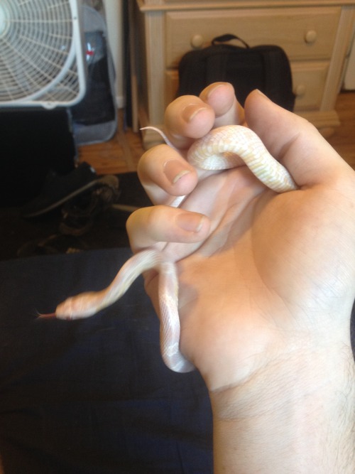 GUYS GUYS GUYS GUYS GUSYSSSSOUHRA I GOT A SNAKE TODAY!! I FINALLY GOT ONE!!AORGIJALRGK I’VE WANTED ONE MY WHOLE LIFE AND ALGRLGJAHRKLAJHELFHGLG I’M SO EXCITED AAAHHHHSLKGHALKRLG LOOK AT THE CUTENESS!! THE LITTLE PET SHOP DIDN’T KNOW