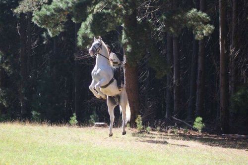 257 Favory Pallavicina226 Favory Naussica  x Pluto XXIX-23Lipizzaner, Stallion15.2hhBorn 2007