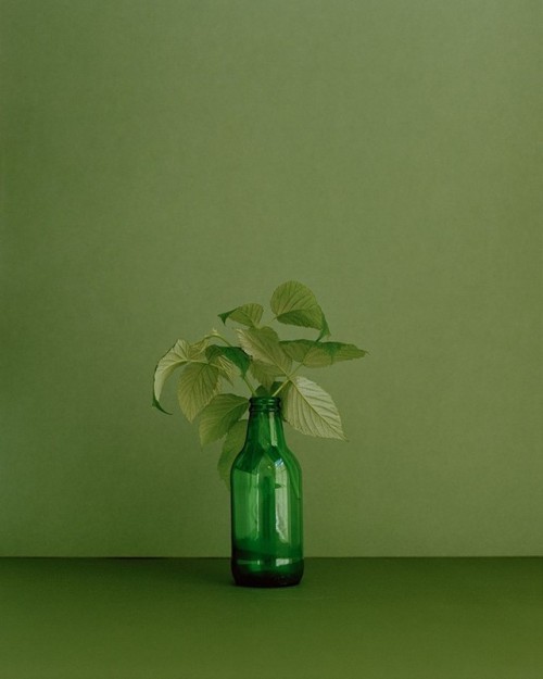 darksilenceinsuburbia - Botanical Portraits by Kate Friendyou...