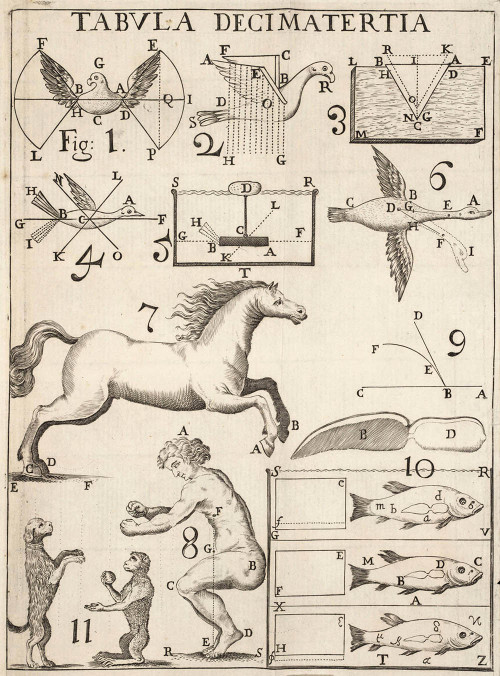 lindahall:  Plates from De motu animalium. Pars prima. 1680, by Giovanni Alfonso Borelli. Borelli applied mechanics to the study of motion in animals.