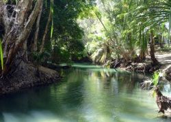 java-jungle:  oceaniatropics:  Adels Grove, Queensland/Northern Territory border, Australia  Active jungle blog 🌿