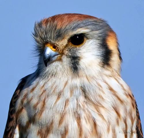 Photos by Jay Spring at Bolsa Chica Wetlands in Huntington Beach, California